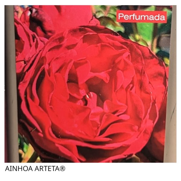 Rosal Ainhoa Arteta