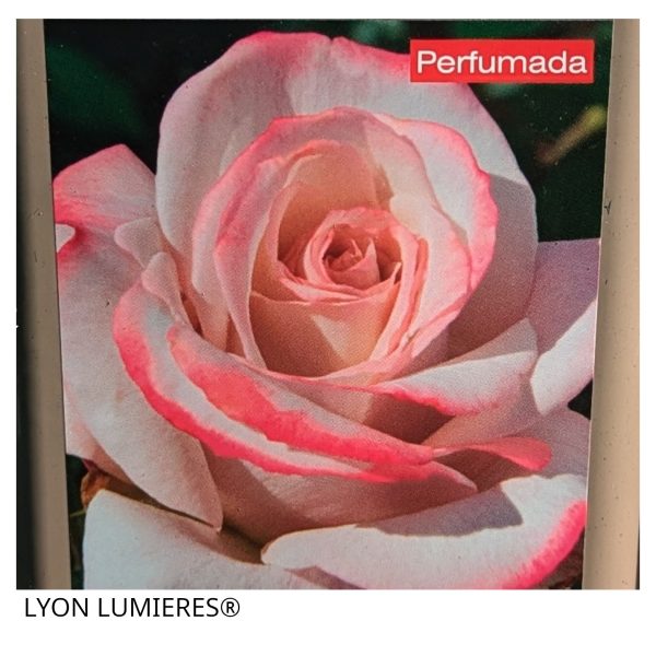 Rosal Lyon Lumieres