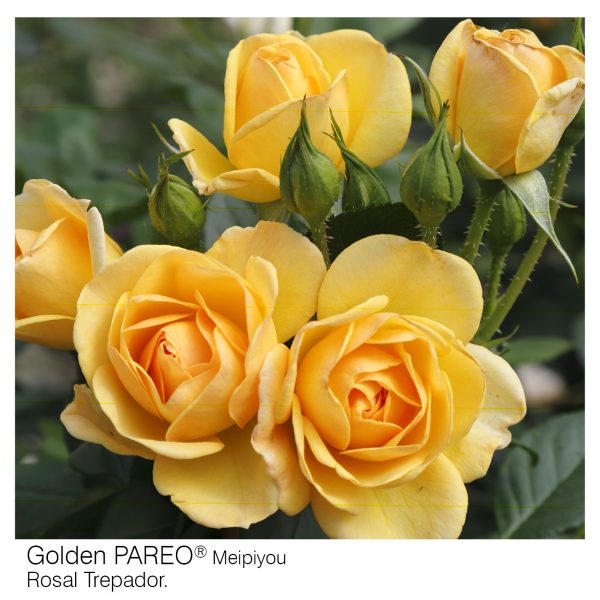 Rosal Trepador Golden Pareo