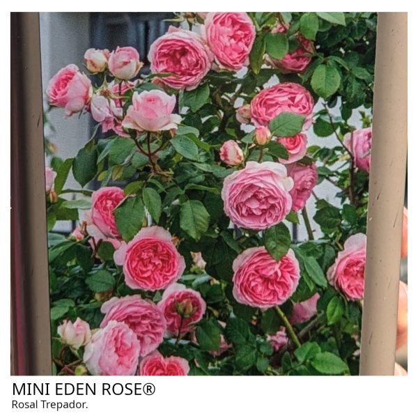 Rosal Trepador Mini Eden Rose