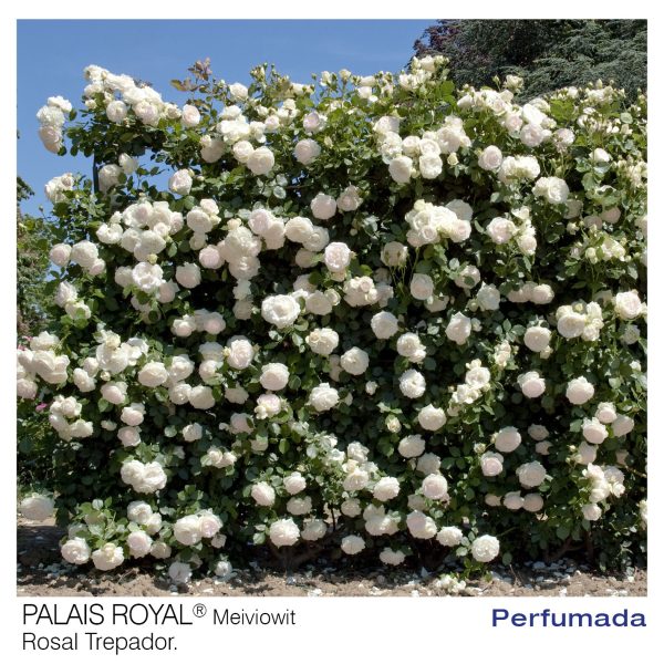 Rosal Trepador Palais Royal