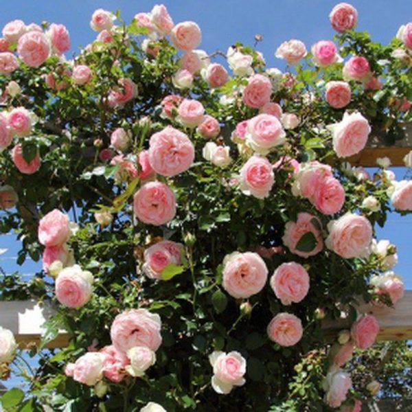 Rosal Trepador Pierre De Ronsard