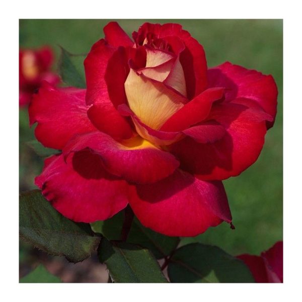 Rosal Bolshoi