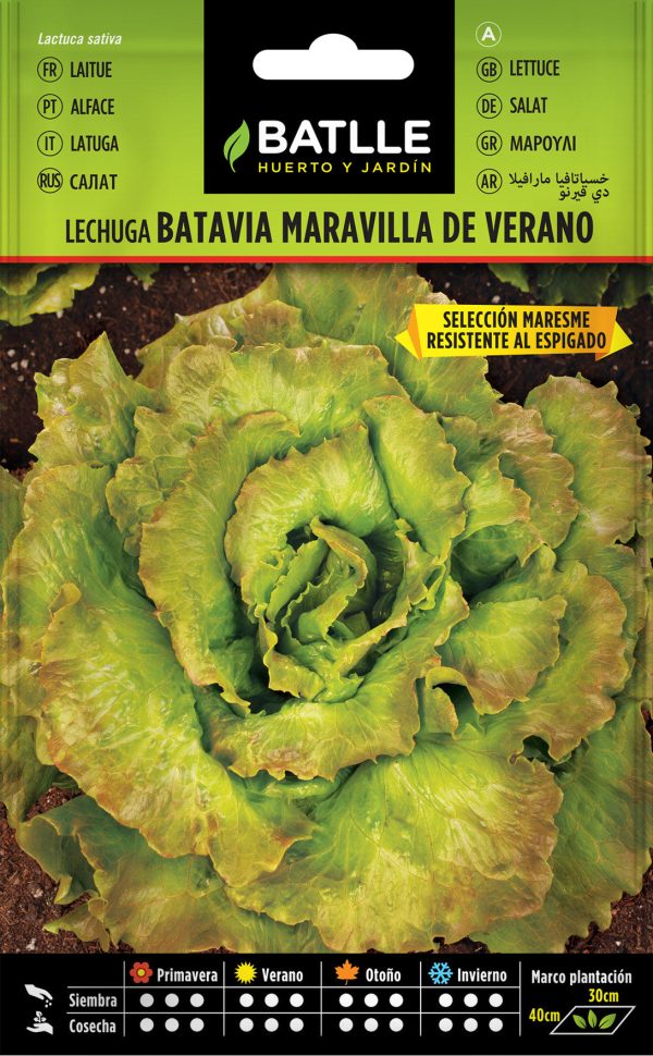 Semilla Lechuga Maravilla De Verano Sel. Maresme