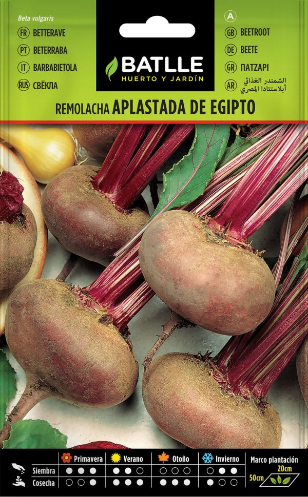 Semillas Remolacha De Mesa Aplastada De Egipto