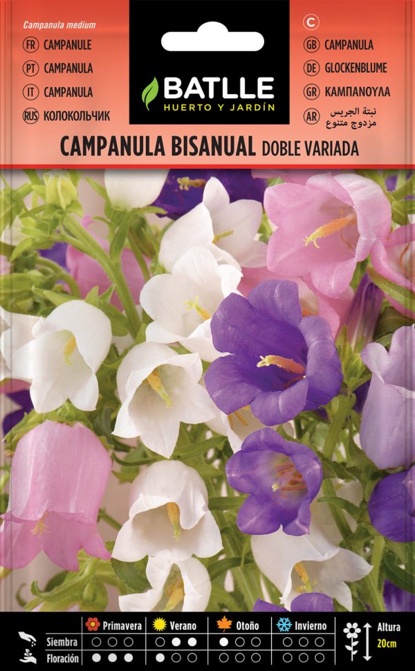 Semillas Campanula Bisanual Flor Grande Doble Variada