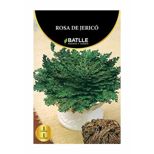 Bulbo Rosa de Jericó