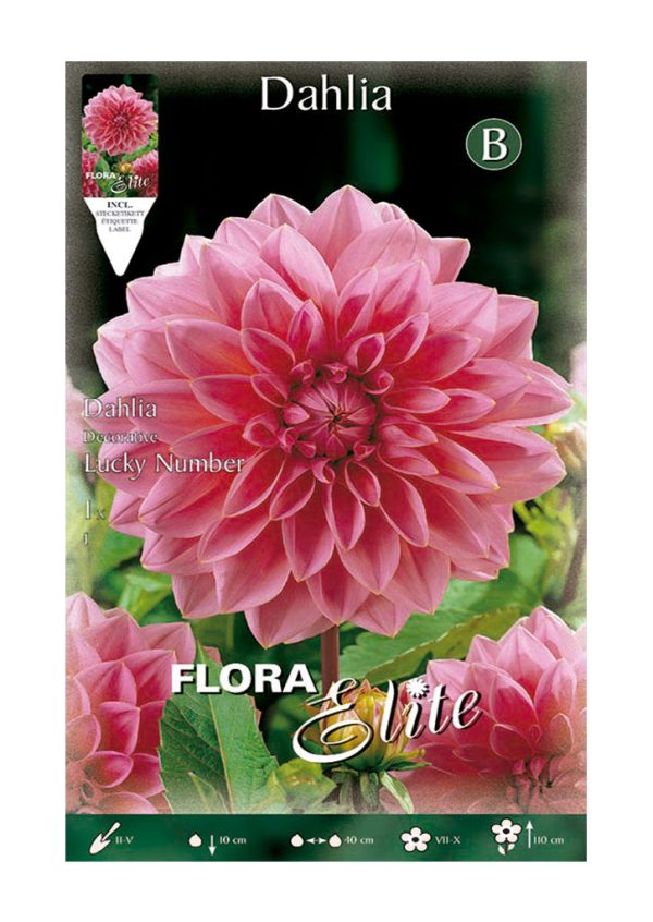 Bulbos Dalia Decorativa Lucky Number Elite