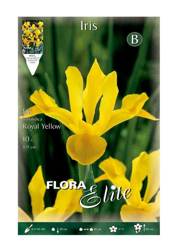 Bulbo Iris Holanda Yelow Flora Elite