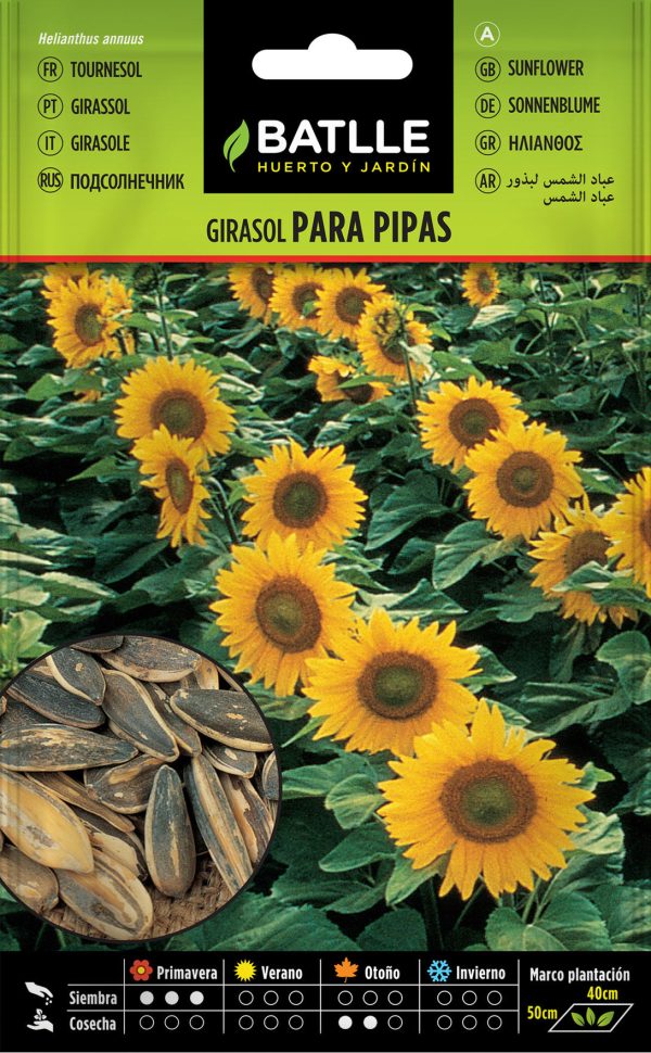 Semillas Girasol Para Pipas
