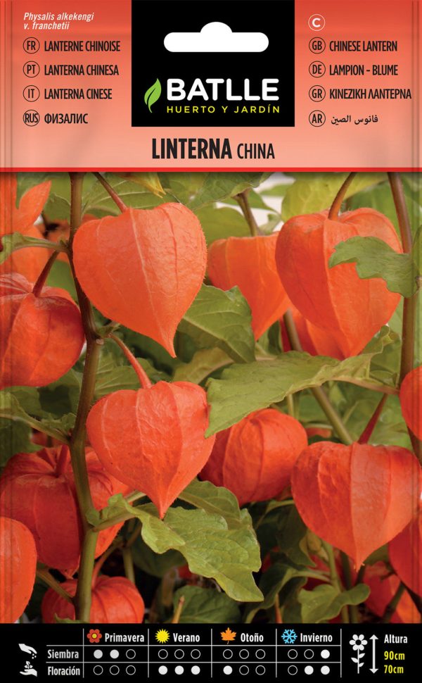 Semillas Linterna China