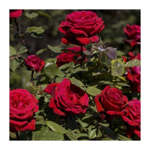 Rosal Trepador Bajo Botero