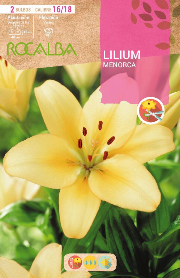 Bulbos Lilium Menorca Rocalba
