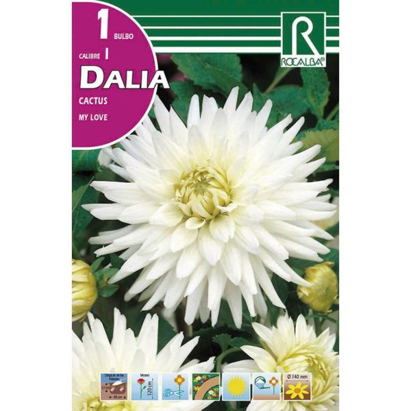 Bulbos Dalia Cactus My Love Rocalba
