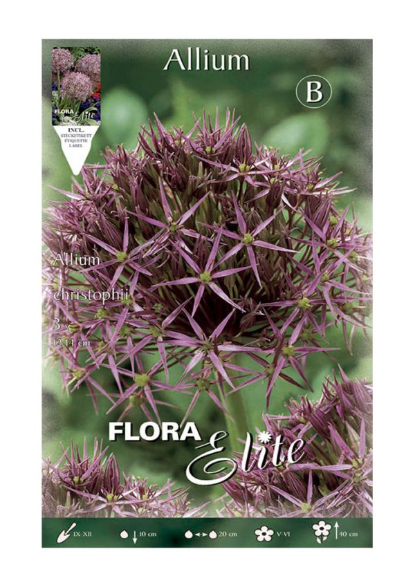 Bulbos Allium Christophii Morado Elite