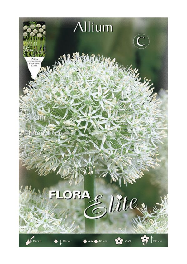 Bulbos Allium Mount Everest Elite