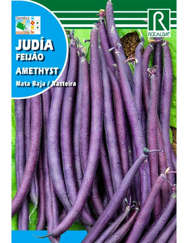 Semillas Judia Amethyst Rocalba