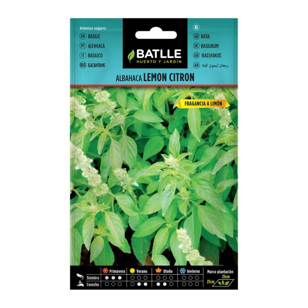 Semillas Albahaca Lemon Citron