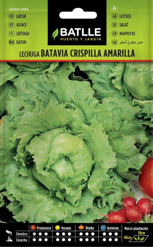 Semillas Lechuga Batavia Crispilla Amarilla