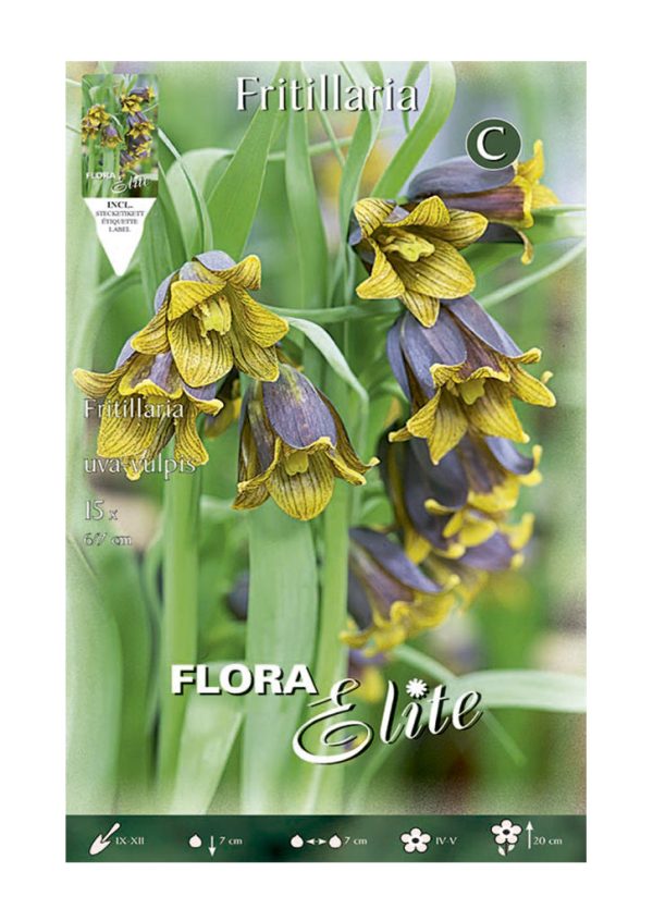 Bulbos Fritillaria Uva Vulpis Elite