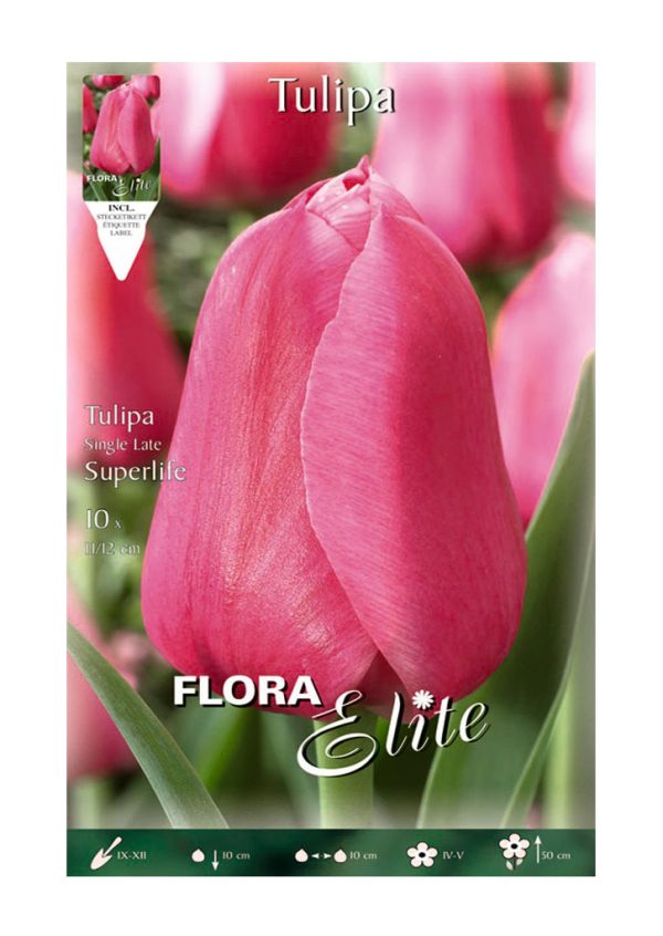 Bulbos Tulipán Single Superlife Elite
