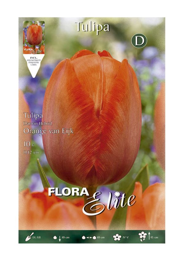 Bulbos Tulipan Darwin Orange Van Eijk Elite