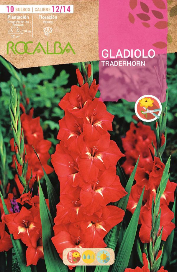 Bulbos Gladiolo Traderhorn Rocalba