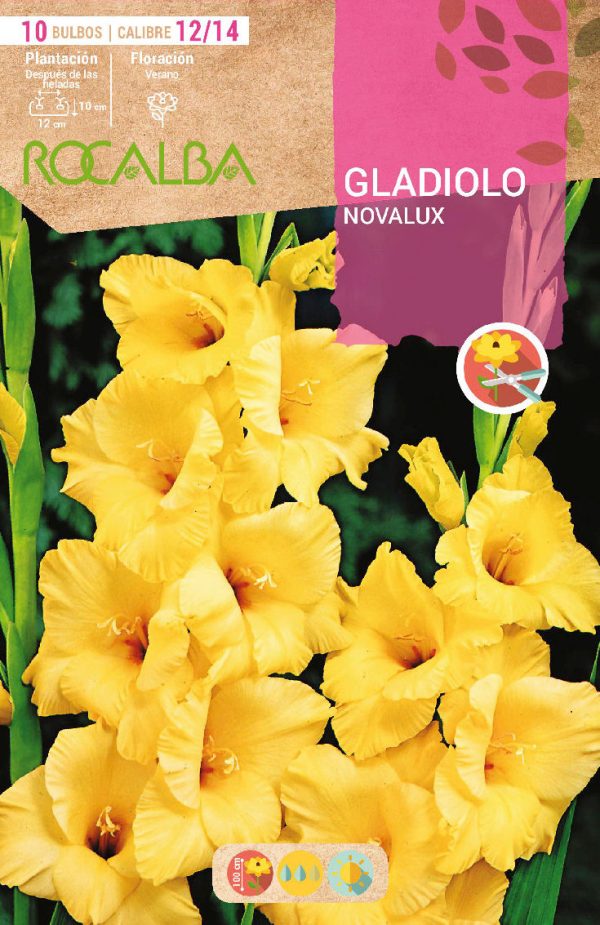 Bulbos Gladiolo Novalux Rocalba
