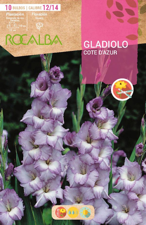 Bulbos Gladiolo Cote D’Azur Rocalba