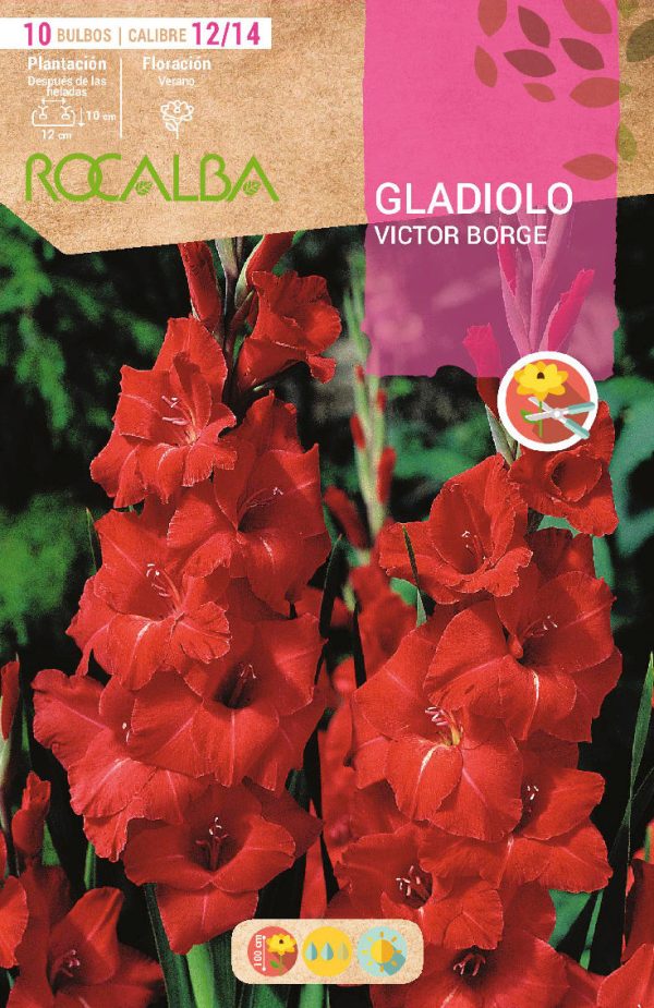 Bulbos Gladiolo Victor Borge Rocalba