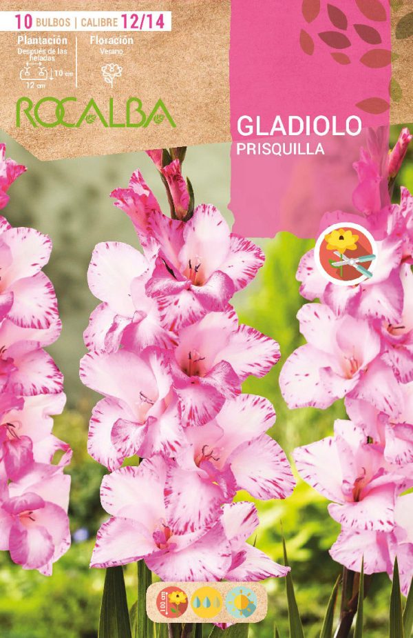Bulbos Gladiolo Prisquilla Rocalba