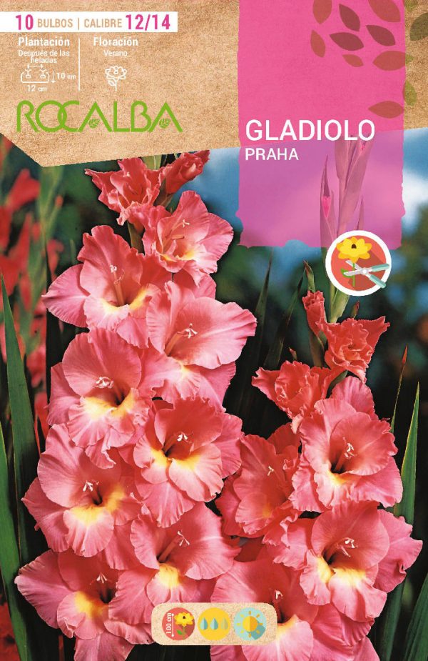 Bulbos Gladiolo Praha Rocalba