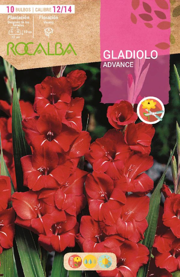 Bulbos Gladiolo Advance Rocalba