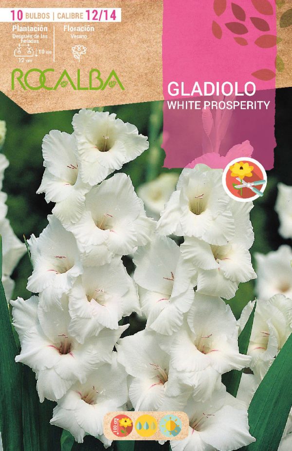 Bulbos Gladiolo Prosperity Rocalba