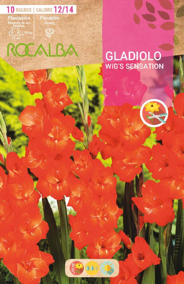 Bulbos Gladiolo Wig’s Sensation Rocalba