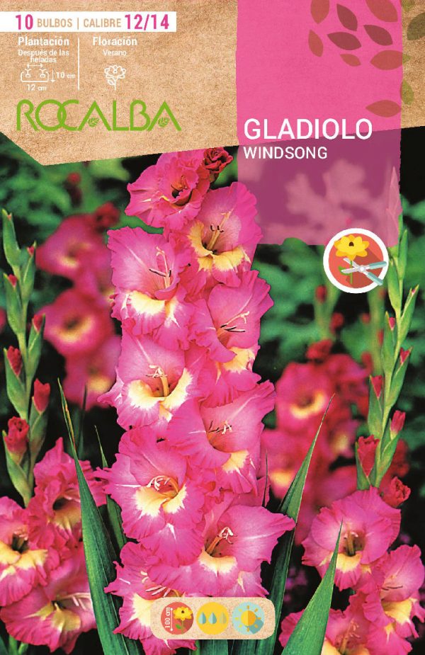 Bulbos Gladiolo Windsong Rocalba