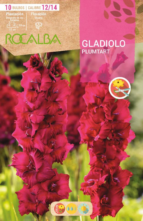Bulbos Gladiolo Plumtart Rocalba