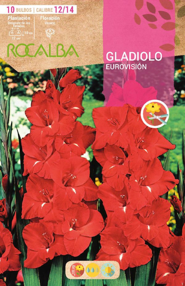 Bulbos Gladiolo Eurovision Rocalba