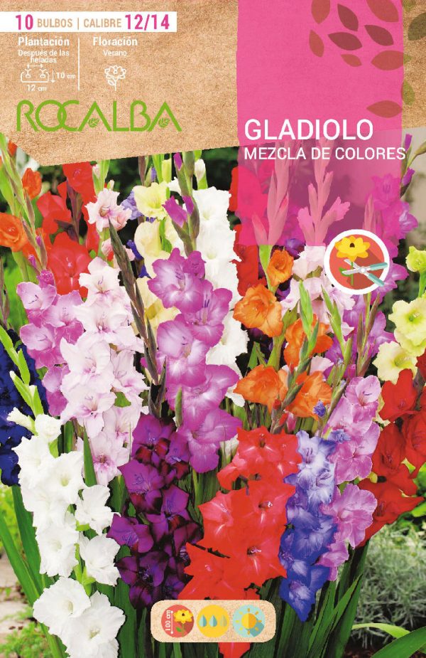 Bulbos Gladiolo Mezcla Colores Rocalba
