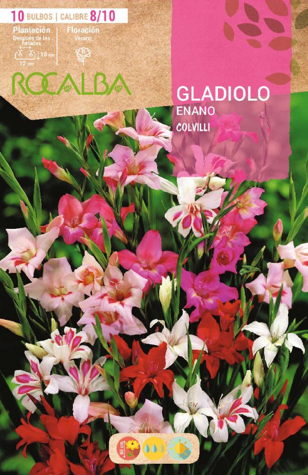 Bulbos Gladiolo Enano Colvilli Mezcla de Colores Rocalba