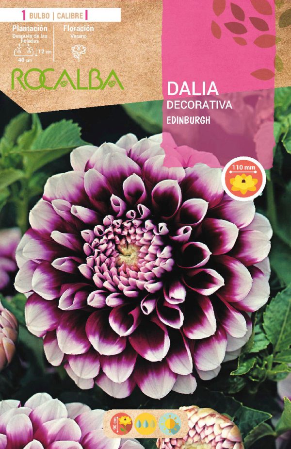 Bulbos Dalia Edinburgh Violeta Rocalba