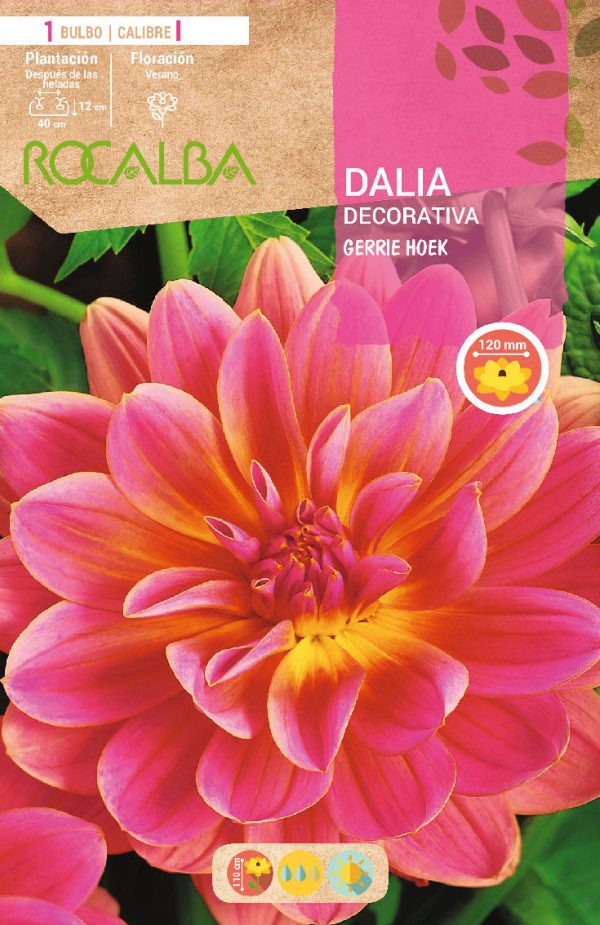 Bulbos Dalia Gerrie Hoek  Rocalba