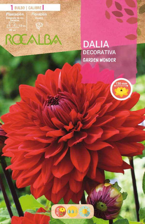Bulbos Dalia Garden Wonder Rocalba
