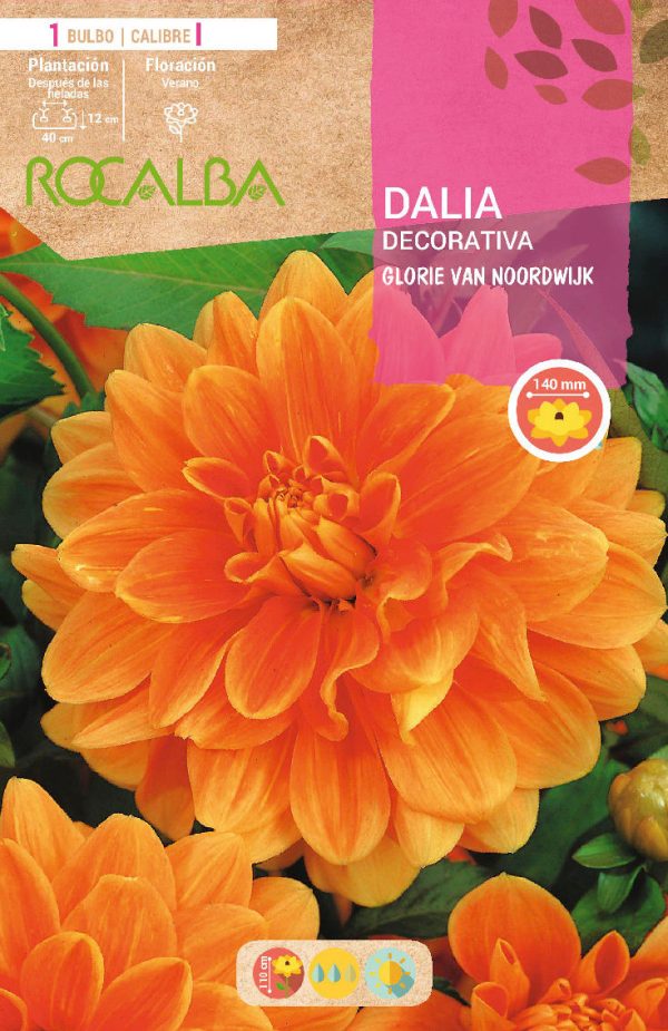 Bulbos Dalia Glorie Van Noordwijk  Rocalba