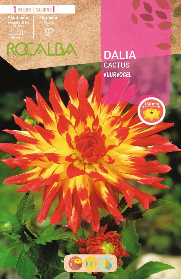Bulbos Dalia Cactus Vuurvogel Rocalba