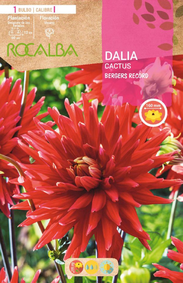 Bulbos Dalia Cactus Bergers Record Rocalba