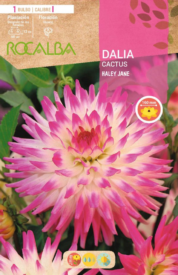 Bulbos Dalia Cactus Haley Jane Rocalba