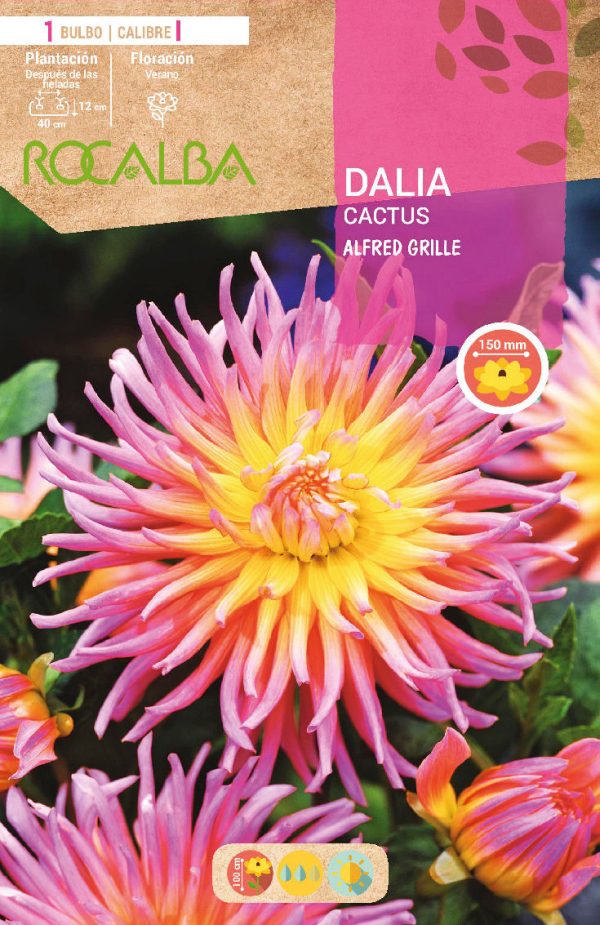 Bulbos Dalia Cactus Alfred Grile Rocalba