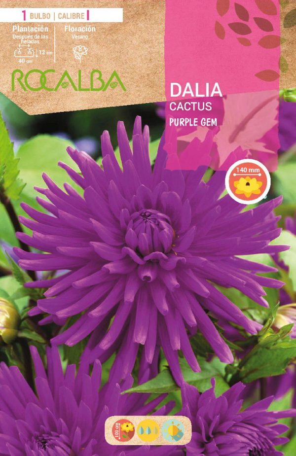 Bulbos Dalia Cactus Purple Gem Rocalba