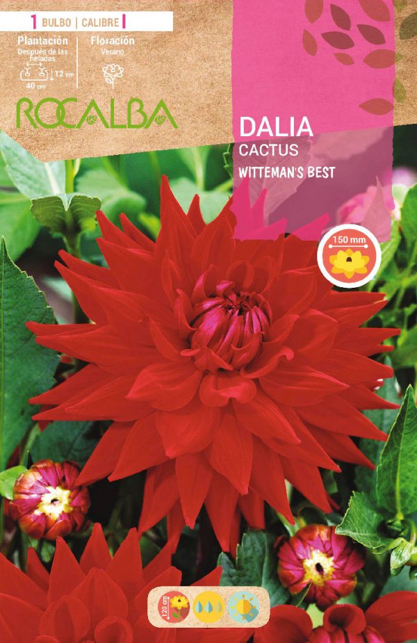 Bulbos Dalia Cactus Witteman’s Best Rocalba